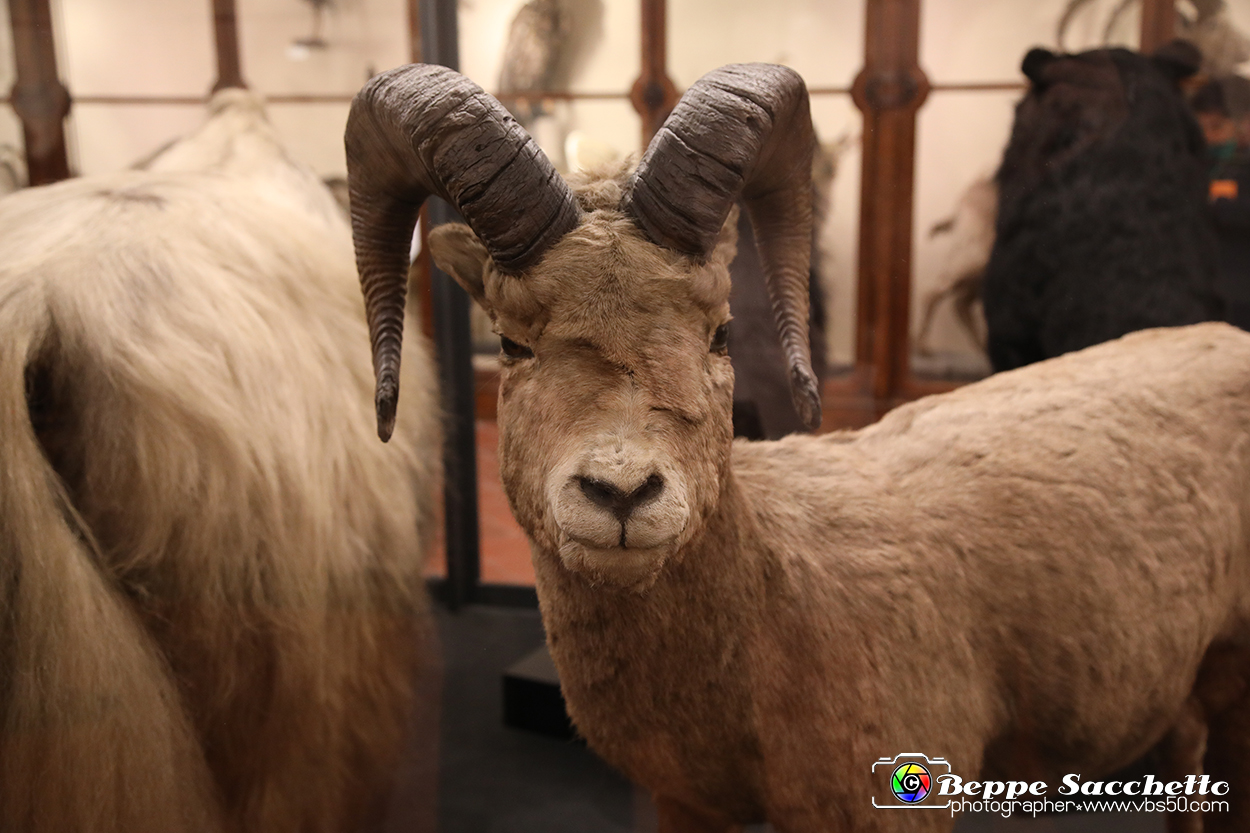 VBS_0954 - Riapre il Museo di Scienze Naturali dopo dieci anni di chiusura.jpg